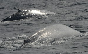 'Ivory' (with a white patch on its' dorsal fin in the foreground) and 'Ebony' (with a black patch on its' dorsal fin in the background) diving. In the grey light, the cookie-cutter shark bites and whale warts are evident.  Photo credit M. Jenner
