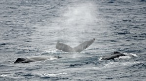 We are in the mix – these Humpback whales are feeding in icy waters of the Antarctic! Photo credit M. Jenner