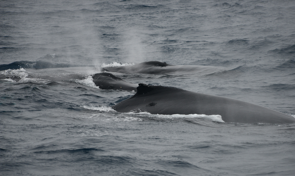 Humpback whales swim closely in the Antarctic - cooperation seems an advantage. Photo credit M. Jenner