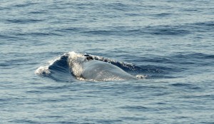 One of the tropically located Brydes' whales we detected acoustically.  Photo credit M. Jenner