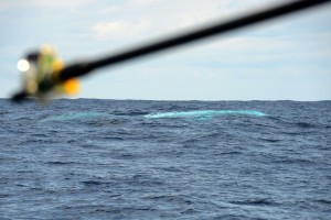 The blue streak of a Pygmy Blue whale as it nears the surface!  Photo credit M. Jenner