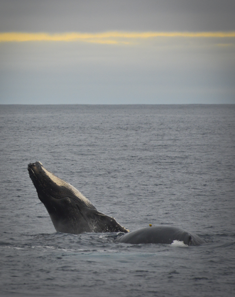 That gorgeous, rambunctious calf half-breaching beside Tiny Lander, the humpback whale carrying the Whale Lander Tag for 13 hours. Photo credit M. Jenner