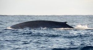 'Hook' has a goose-necked barnacle attached to the very tip of it's hooked dorsal fin.  Photo credit M. Jenner