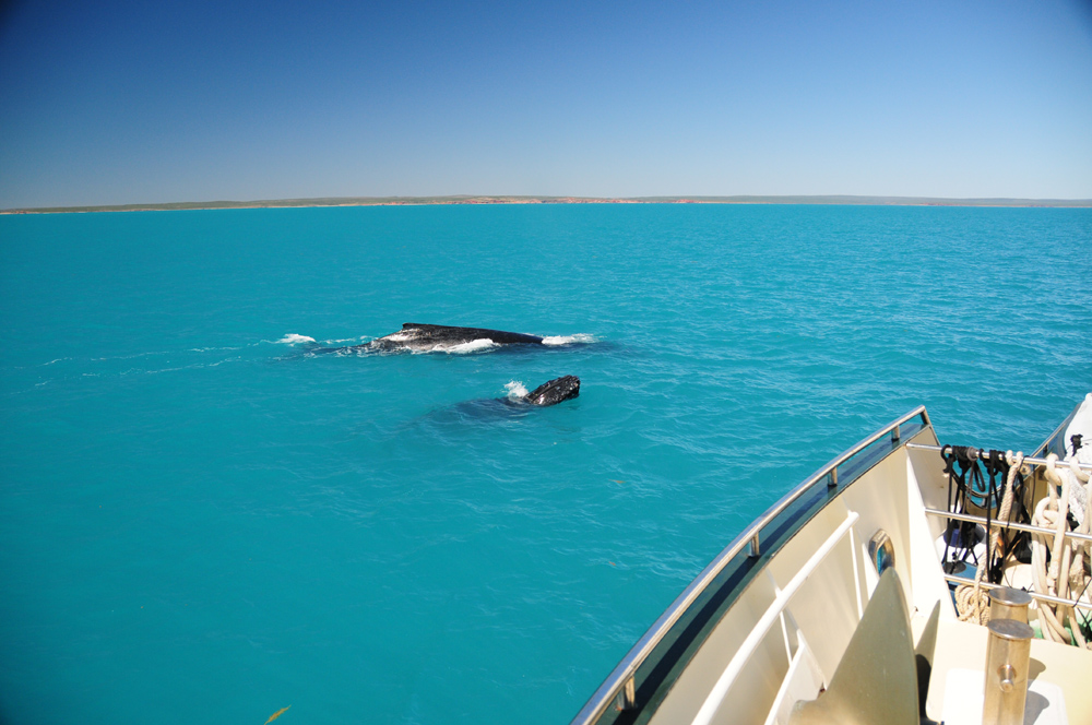 Incoming whales! Where will they show up next? They had us on the trot to the bow and then the stern!