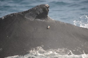 A LIMPET satellite tag perfectly positioned behind “Wobble’s” dorsal fin has already provided many location fixes and dive profiles! Photo credit M. Jenner