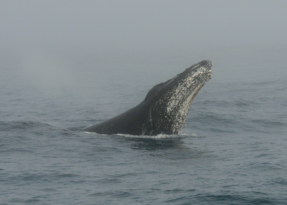 Head Slap! In the fog a Humpback whale slaps and splashes! Photo credit M. Jenner