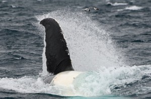During feeding Humpback whales move quickly and fluidly, note the Cape Petrel by the tail fluke also in the action! Photo credit M. Jenner