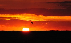 Photo credit M.Jenner