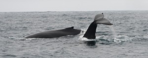 A Humpback whale fluke-up dive before surface feeding on the krill. Photo credit M. Jenner