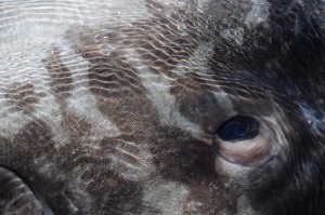 Is it fear that we can see in the eye of this 'Mola mola'? Photo credit M. Jenner