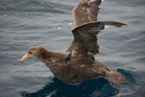 A Southern Giant Petrel, aka a Stinker, as a juvenile has mottled plumage. Photo credit M. Jenner