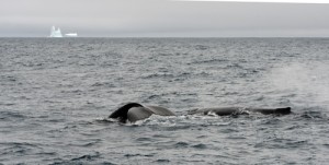 An Antarctic scene, “Wobble” and “Flat Top” cruise the near freezing water. The Photo credit M. Jenner