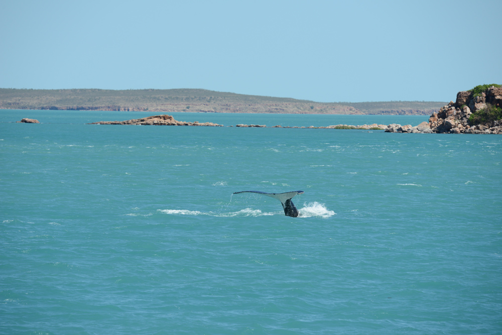 The whales appeared brown in the pale green, silty water today.