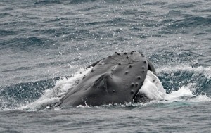 Surfacing through the krill, water gushes from the mouth as the baleen plates filter the 6cm long macroplankton. Photo credit M. Jenner