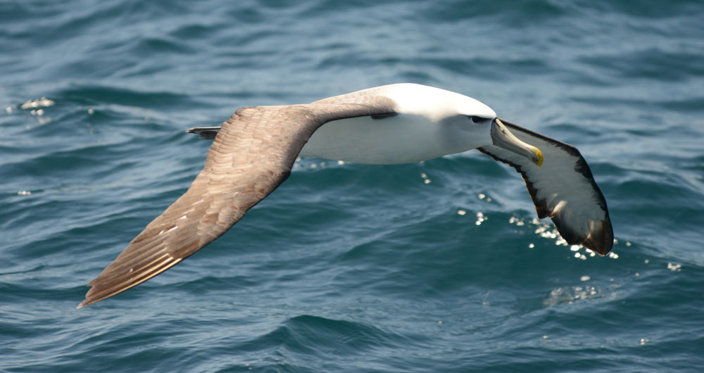 Gliding, cruising Shy albatross - never cease to amaze! Photo credit M. Jenner