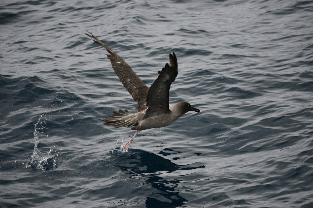 Taking off! A Light-mantled Sooty albatross takes flight. Photo credit M. Jenner
