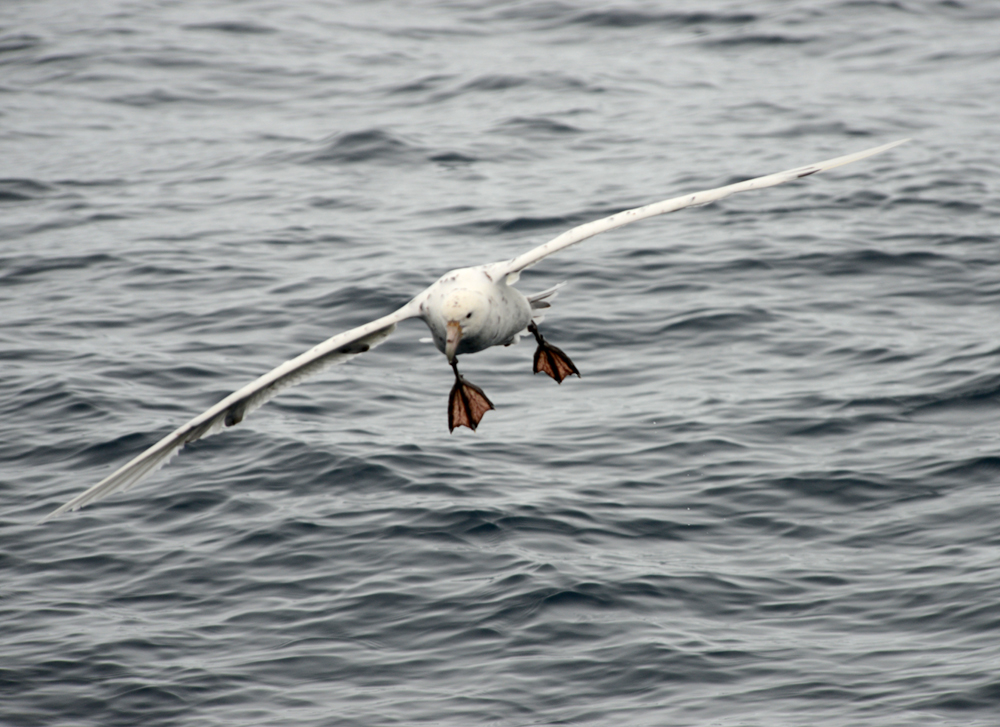 "Prepare for landing!", an adult Southern Giant-Petrel landing on the cool sea. Photo credit M. Jenner