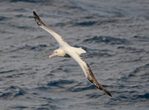 In the windy and rough weather, a Wandering albatross glides. Photo credit M. Jenner