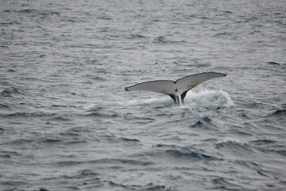Under grey skies we are still happy to see whale tails!