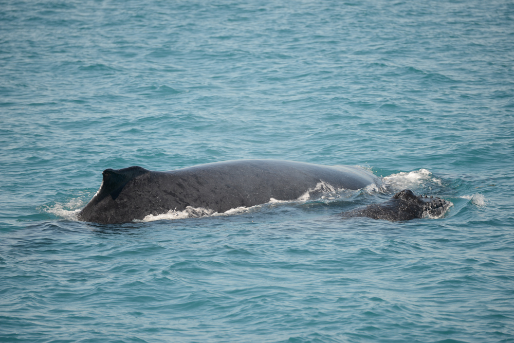 A healthy, rotund mother carefully guides her week old calf in the warm, calm waters of the Kimberley.