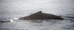 A ship strike injury on this humpback whale left 21 scars, remarkably it survived. Photo credit M. Jenner