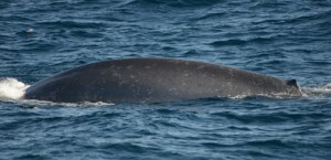 On and on the body rolled as the whale surfaced, finally a tiny, tiny dorsal fin appeared! Photo credit M. Jenner