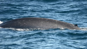 On and on the body rolls before the dorsal fin, very small in this animal, appears. Photo credit M. Jenner