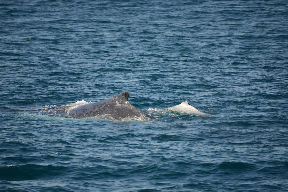 Ningaloo, a tiny calf rides beside its’ mum in the clear blue water just outside the reef.