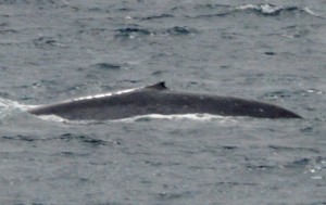 A Pygmy Blue whale at the STCZ! Several physical features distinguish between the two subspecies Pygmy blues and Antarctic blue whales. Note the chunky caudal peduncle (the area from the dorsal fin to the tail) of the Pygmy Blue whale. Photo credit M. Jenner