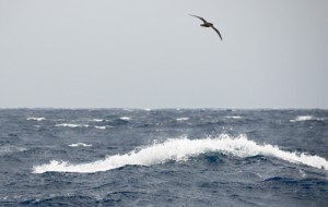 The power of the sea never ceases to amaze. Thus far since Hobart we have bobbed and tossed 4187 nautical miles! Photo credit M. Jenner