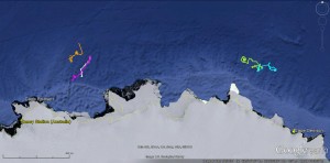 The tagged whale’s tracks in relation to Casey Station at approximately 110E. (Image courtesy of Russ Andrews)