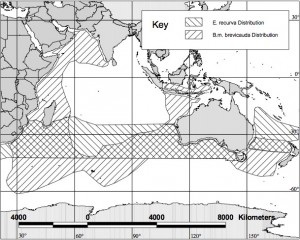 Figure 2. Distribution of E. recurva and B. m. brevicauda in the Indian Ocean and Western Pacific Ocean. After Brinton 1975; Hong 1969; Zemsky and Sazhinov 1994.