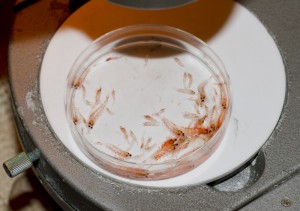 Determining the krill to species level, Alicia is the Queen of Krill!  Photo credit I. Ford