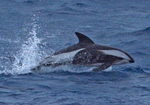 Oceanic Hourglass dolphins at dinner delighted! Photo credit R. Andrews