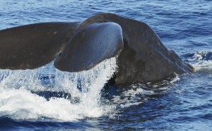 A sounding dive of a Sperm Whale (Physeter macrocephalus). Photo credit M.Jenner