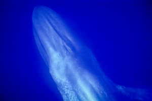 A photo from the Perth Canyon of a Pygmy Blue whale – note the rounded rostrum. Photo credit M. Jenner
