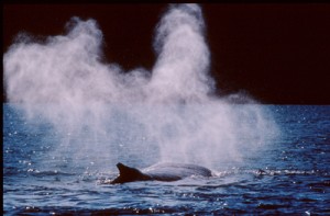A pregnant female humpback whale in the early morning light near Camden Sound. <i>Photo by Curt Jenner</i> A pregnant female humpback whale in the early morning light near Camden Sound. Photo by Curt Jenner