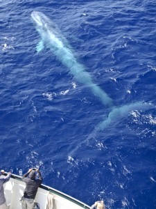 Blue whale alongside 'Whale Song'. Photo T.Jenner