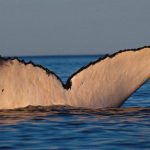 Fluke Sunset. Photo by Curt Jenner.