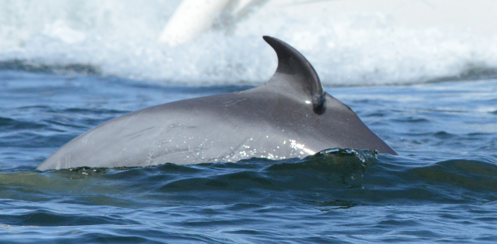 Encouragingly, Gizmo looks well and healthy. The net-severed base at the front of its’ dorsal fin appears to have healed, although now it is folded backwards on its’ right side.