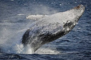 Breaching by humpback whales (Megaptera novaeangliae) occurs in many different social contexts.  Photo credit M.Jenner