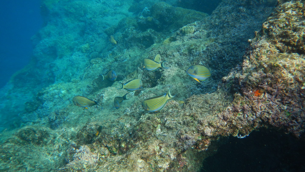 The Usual Suspects. At a coral outcrop near the mooring, these blue-lined surgeonfish are the usual suspects in the usual place.