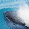 Whale Behaviours – Underwater Blow lowres-1208113420