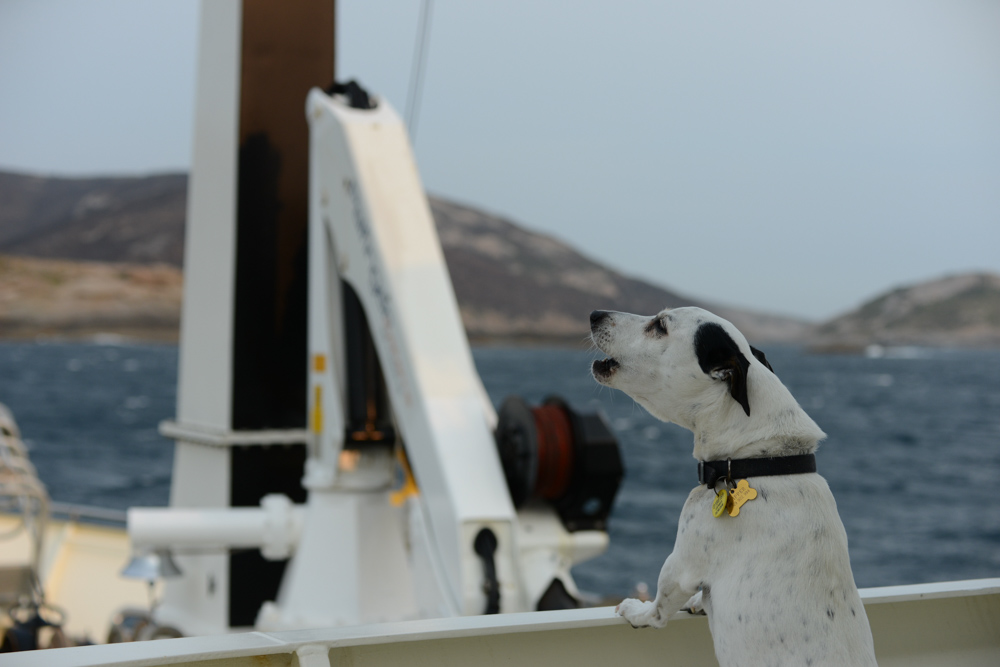Barking up a Storm. Responding to my camera, Skipper barks at the rocks?
