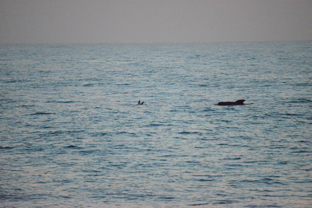 Twilight Pilot Whales. In the closing light of day, they appeared alongside!