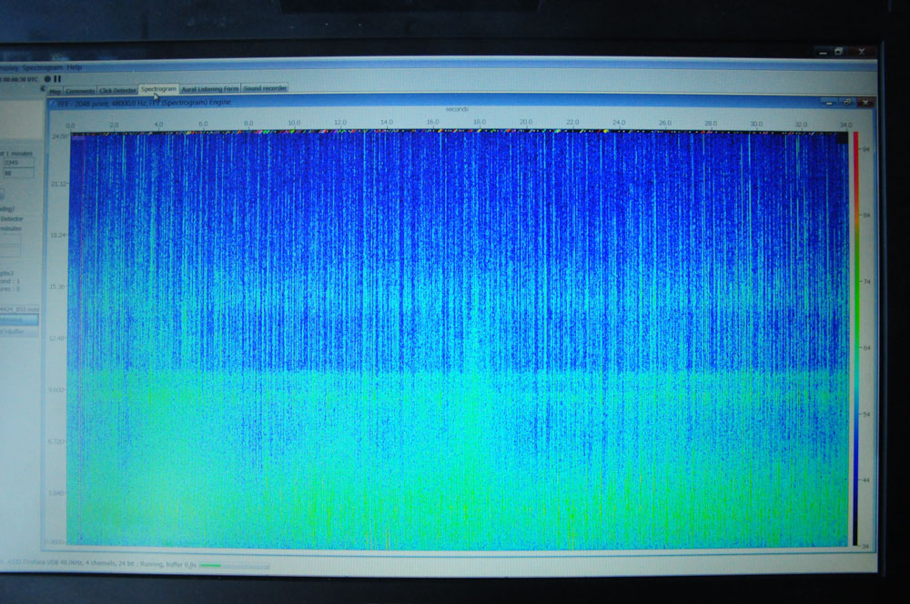 Filling the Screen. Sperm whale clicks fill the screen, 2345 per minute!