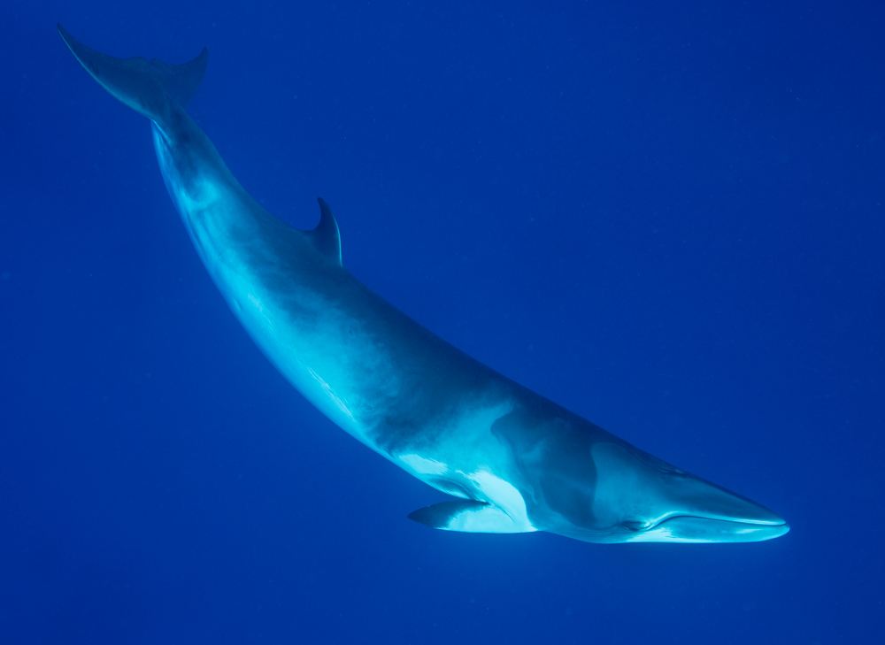 With every recording of dwarf minke whales on our equipment, I can visualise these beautiful whales.  This image taken at the Great Barrier Reef was taken by our colleague Wayne Osborn.