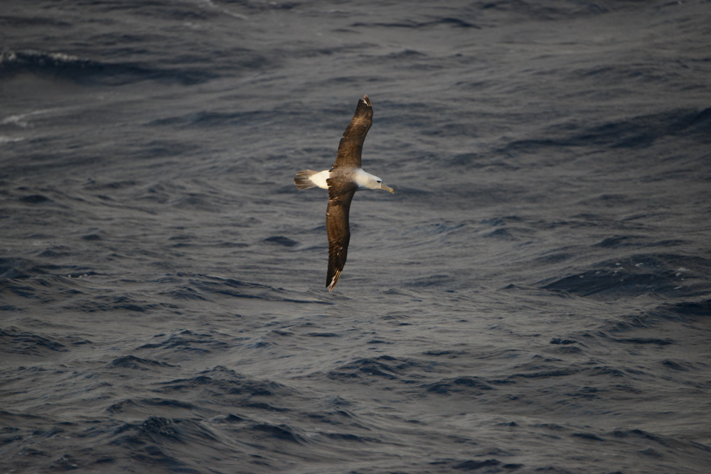 A Shy albatross looking a tad tatty, either mottling or chomped by a shark?