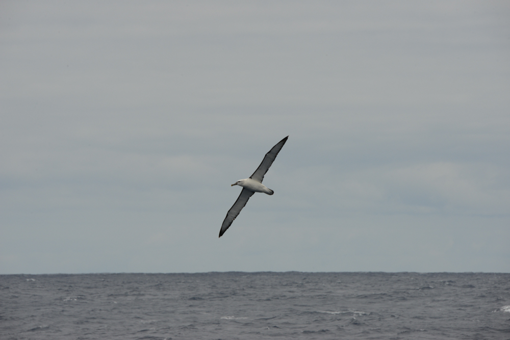 Shy Albatross ­- well not really shy!