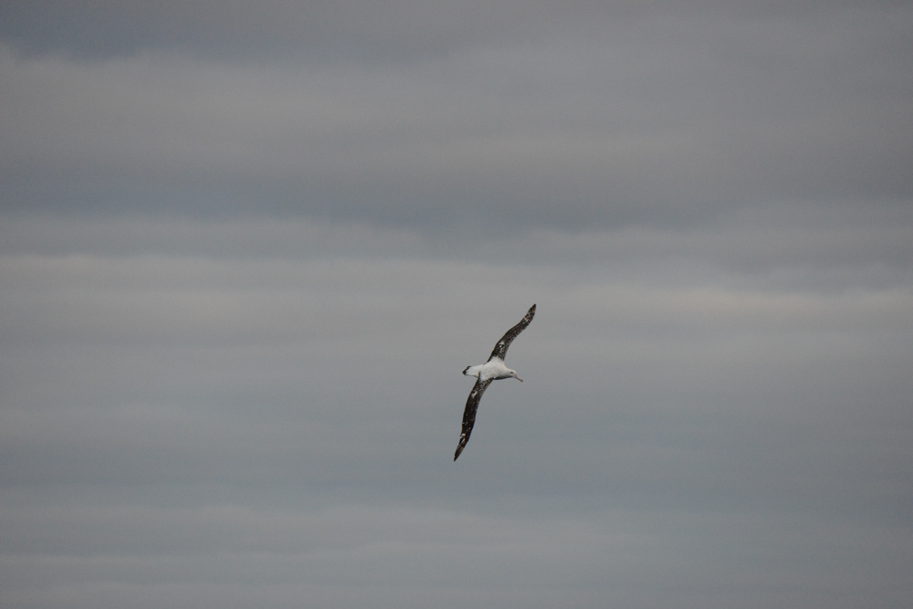 Wandering Albatross - gorgeous!